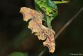 Polygonia c-album (Yırtık pırtık)